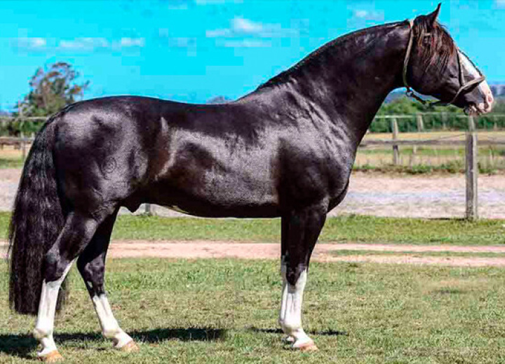 LAS MISIONES GAUCHA ACO