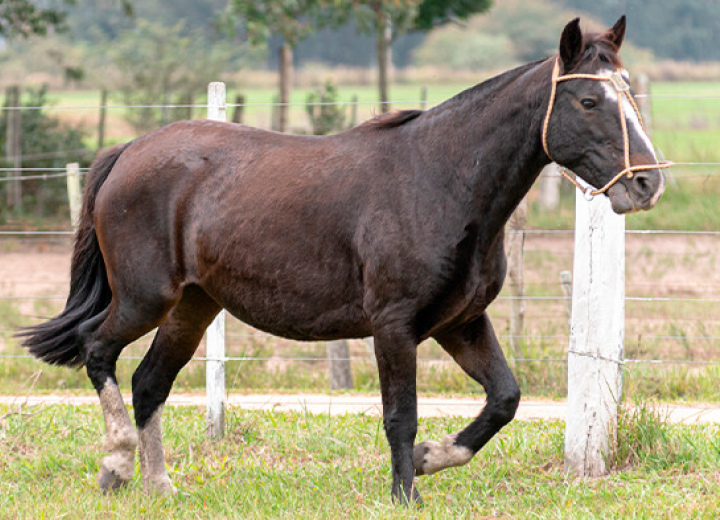 JACOBINA DO RIBEIRÃO BONITO