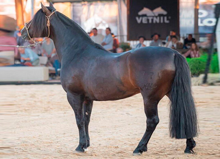 VIRAGRO RIO TORO