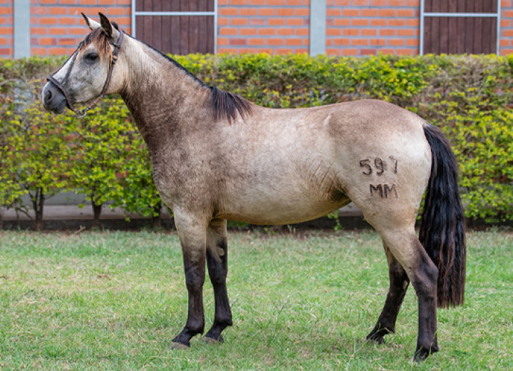 LA CASTELLANA TINHOSA III