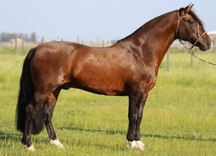 GOLILLA PATRON
