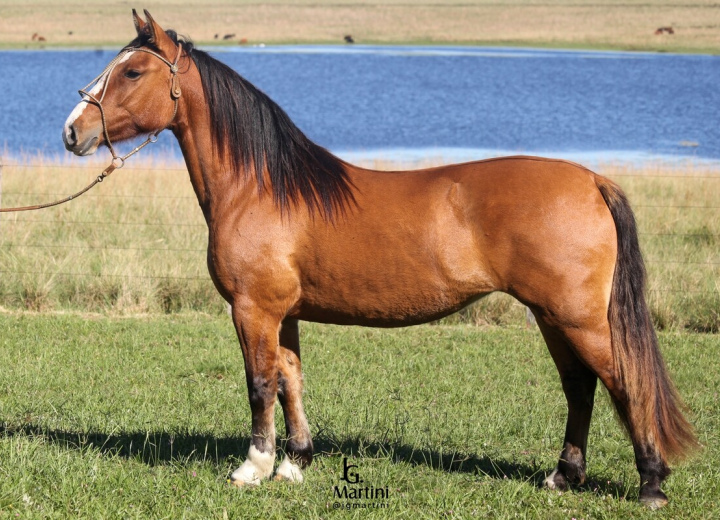 ORACION ESTRELITA 