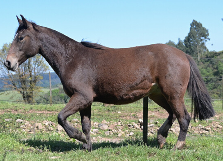 CATARINA DA MARCA ONZE