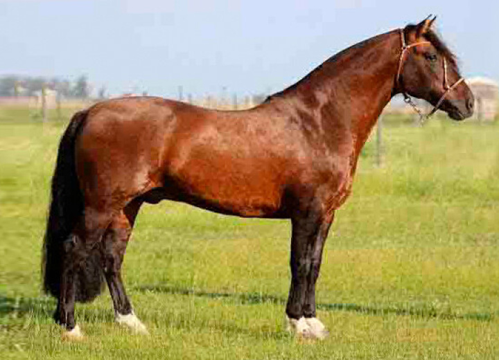 GOLLILA PATRON