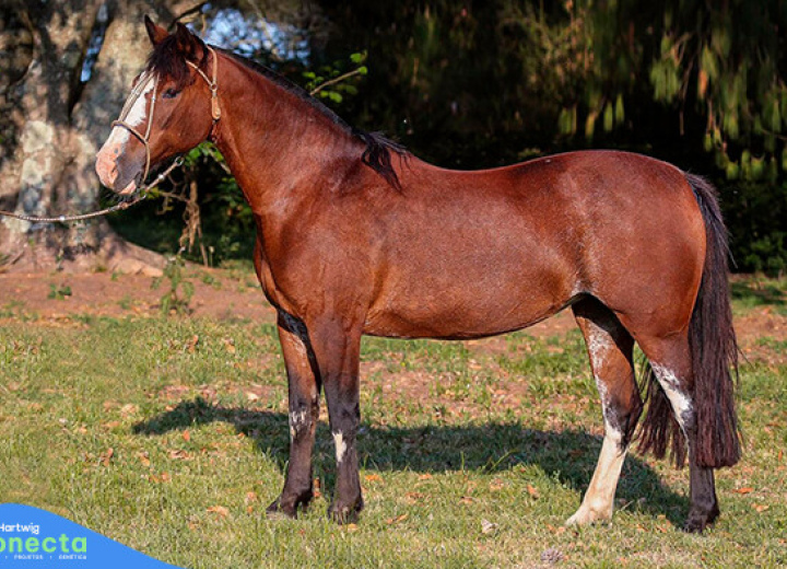 PAMPEANA DO RETIRO DO OURO - EMBRIÃO