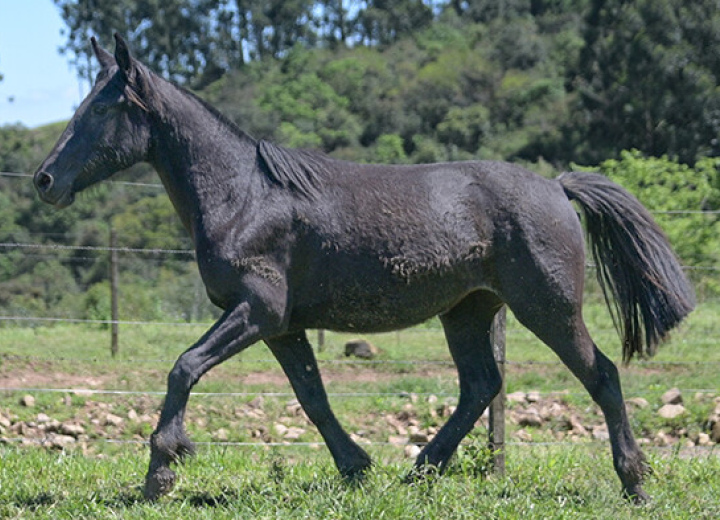 DANADA DA MARCA ONZE