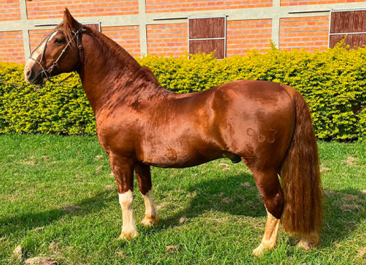LA CASTELLANA IMAGINACIÓN