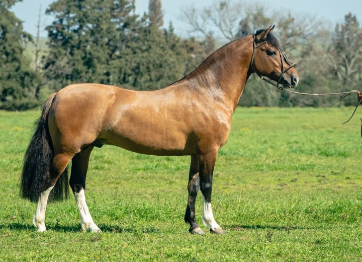 BASCO HERDEIRO  OU  QUARTEL DA  VENDRAMIN