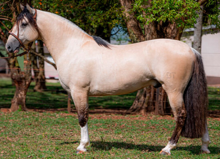 BASCO FEITICEIRO - TE