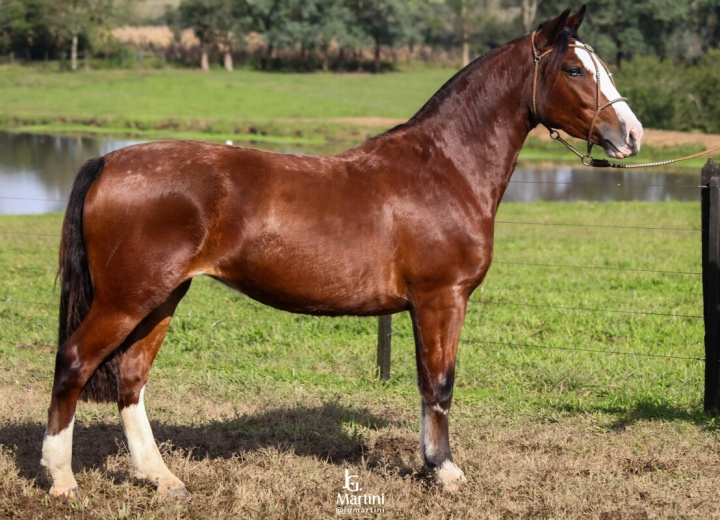 GALOPEIRA DE QUARACI