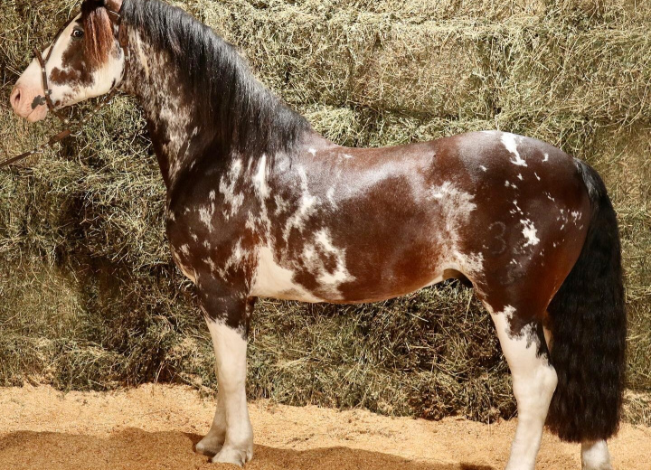 DOÑA EUFEMIA DESEADO 
