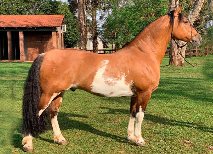 LAMPIÃO DA MACANUDO