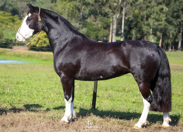 ESTRELA SUL DE QUARACI