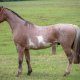 MARCA TOURO DO MAKO