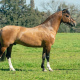BASCO HERDEIRO  OU  QUARTEL DA  VENDRAMIN