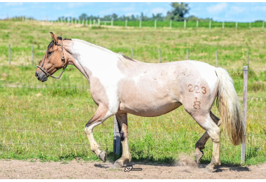 DOIS MUNDOS LINDA PAMPA