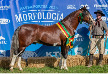 TARAGÜI  APACHE