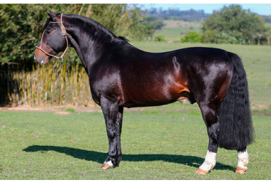 DEL OESTE FIERRO