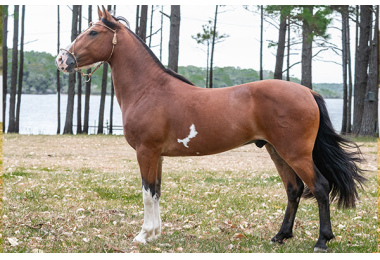 OSSO DURO DA ESTANCIA CAVERA 