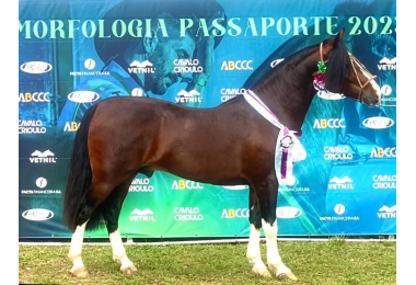 BASCO  HONÓRIO