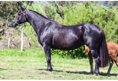 SERENA DE SANTA MARGARIDA