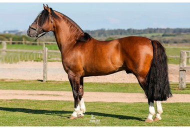 JOTACE AMULETO 