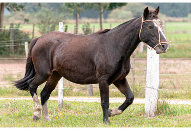 JACOBINA DO RIBEIRÃO BONITO
