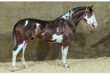 CORONADO 1963 DA RECONQUISTA 