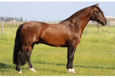 GOLILLA PATRON