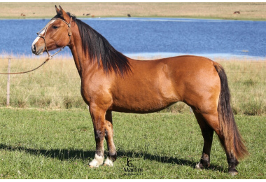 ORACION ESTRELITA 