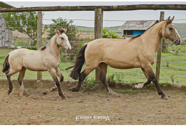 IMPAC GRETA
