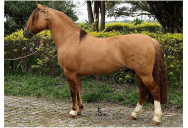 HARMONIA  TEMPRANO