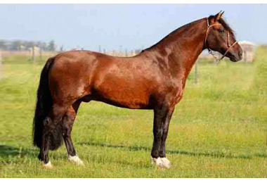 GOLLILA PATRON