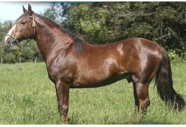  CAPANEGRA  RIO MAIPO