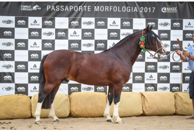 MENSAGEIRO  DA CABANHA  SANTA FÉ