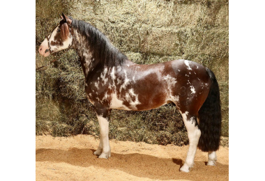DOÑA EUFEMIA DESEADO 