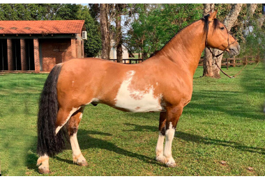 LAMPIÃO DA MACANUDO