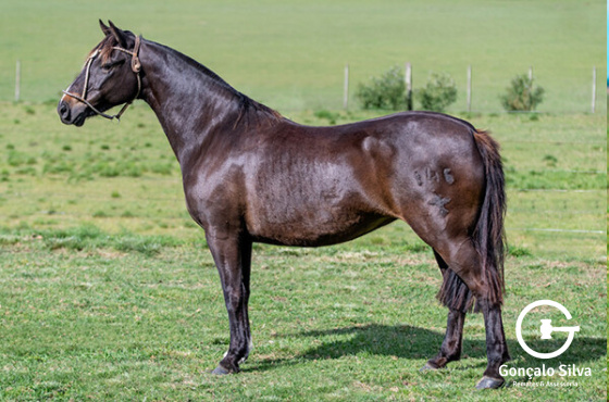 GATA NEGRA DA MATARAZZO
