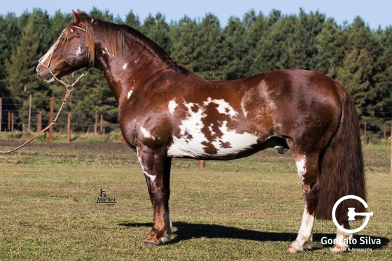 REAL INVIDO  DO PURUNÃ 
