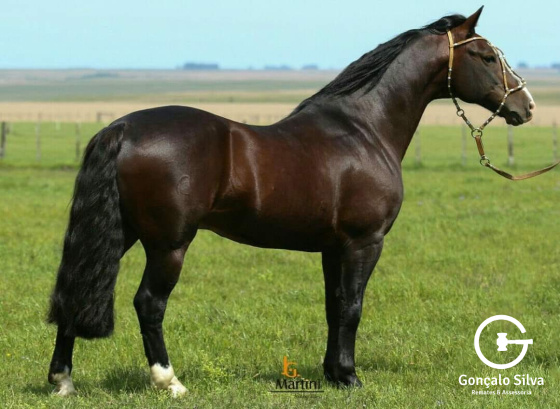 GALO DE SANTA EDWIGES
