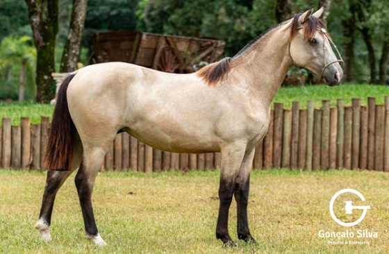 ARUANA DA CANAA DA FE 