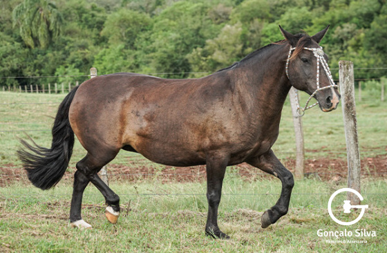 FERRADURA DA CABANHA SANTA FÉ