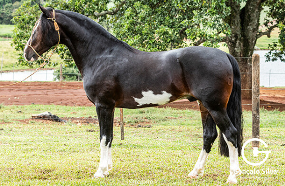 ASW HERDEIRO