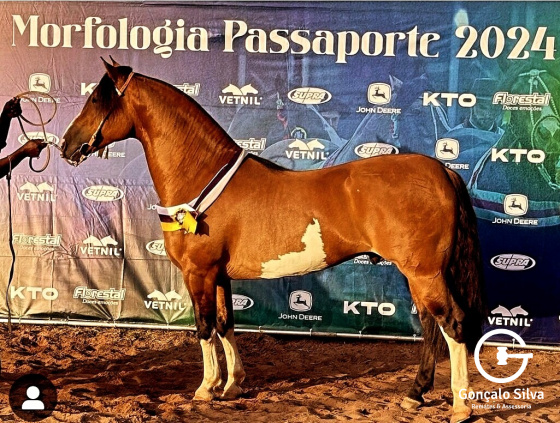 COBERTURA INÉDITO DA KAYGANGUE
