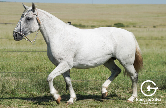 BASCA DULCE