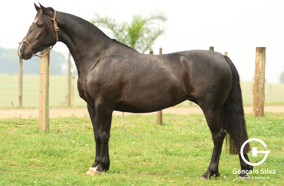 BASCA HIRYA