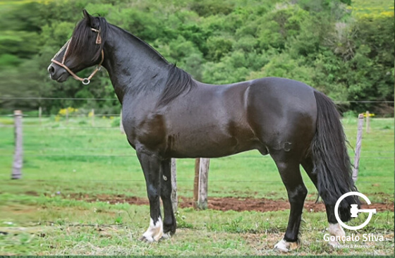VENENO DE SANTA ANGÉLICA - DIREITO DE USO 