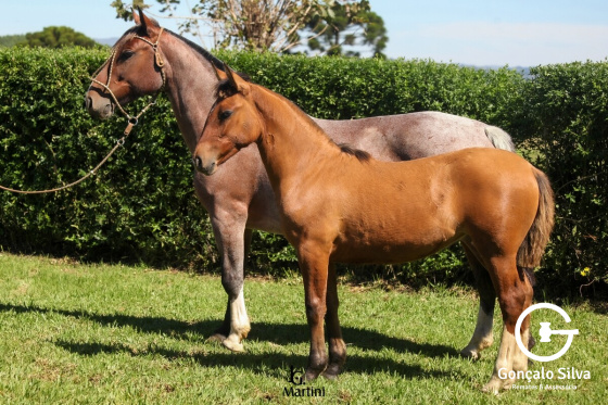 MEIA-CANHA DA MAIOR