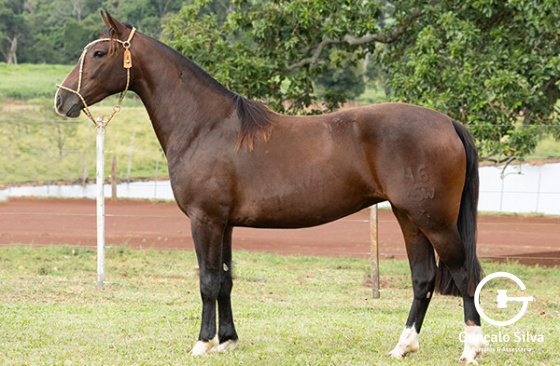 ASW ILUMINADA