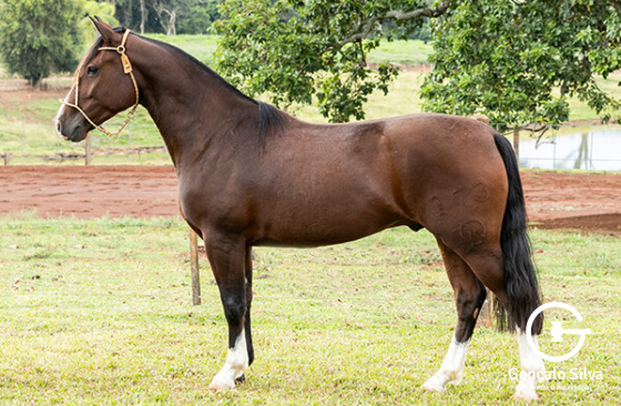 GUINDO DE SANTA LARISSA
